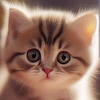 УняКотенок