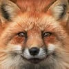Red_fox44