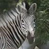 quagga