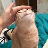 Хиса вещает