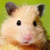 Hamster Whale