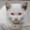 Котенок Альбинос