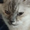 Neko_N