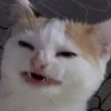 deanodoshig