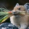 Harvestmouse