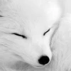 Foxmaru