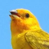 Atlantic_canary