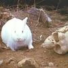 LazyRabbit