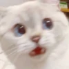 cinnamonrool
