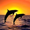 An. love 2