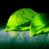 bright green