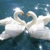 Wandering Swan