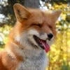 fox._.captiviti