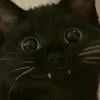 Flauschige_Katze_betrachtet_den_Mond