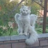 Гром33