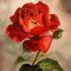RedRose001