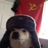 Шинохана-чан