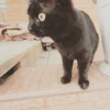 S. S