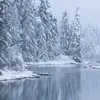 Огненый Волк