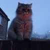 Мартин но не Лидия