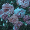 Narcissus an