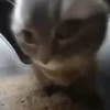 Алиса Миямото