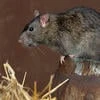 Rattus_Norvegicus