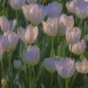 Lavender_lady