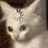 Милый но не кот