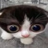Прутик777