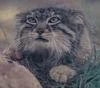 Reedcat