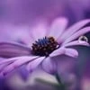 Lilac Daisy