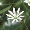 Valcha