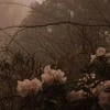 Garden_Irosa