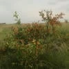 bush_every