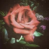 _Sirin_