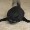 yahiiiwa