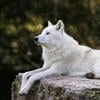 _Moon_Wolf_