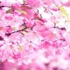 Sakura_BOOKMAN_Fantastic