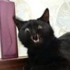 Оскал Чеширского Кота