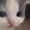пузожитель по имени котенок