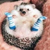 Hedgehog_Lia