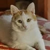 СерафимаРомантин