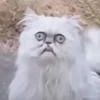 dmorgann