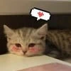 Sad_caT