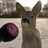 Шипак из керосина