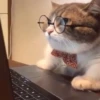 BlueCat25378
