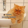 Шмряква