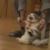 Ангельский омлет