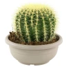 Cactus Flower